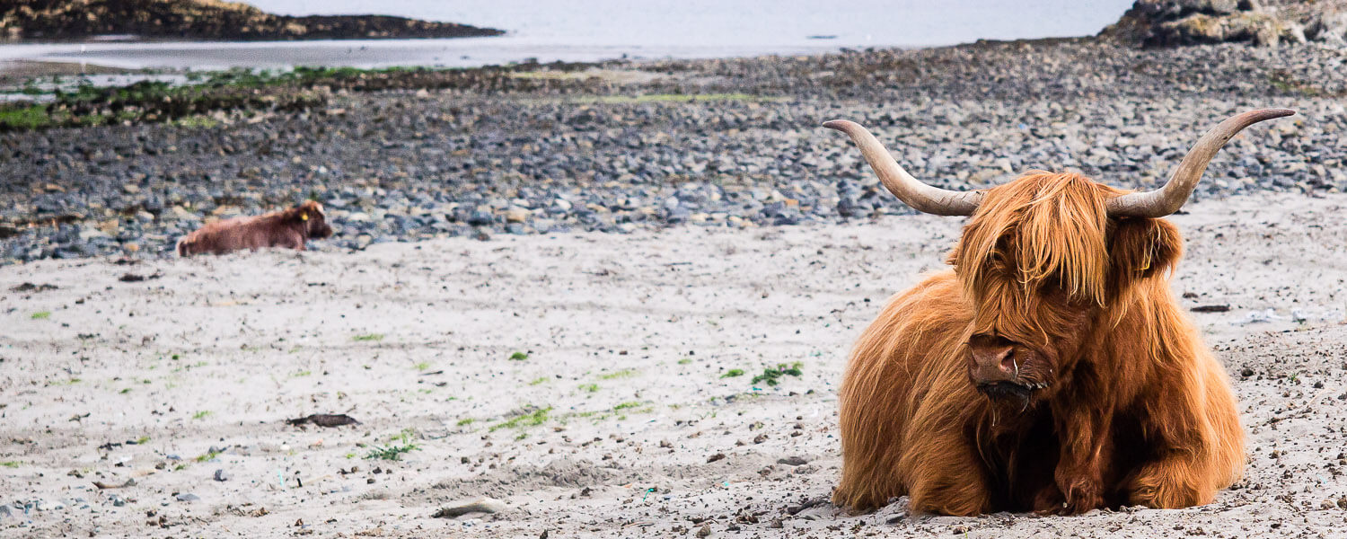 Highland cow on sandy beach on Isle of Mull